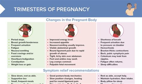schema of pregnancy trimesters and common risks