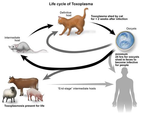 illustration showing sources of toxoplasmosis infection
