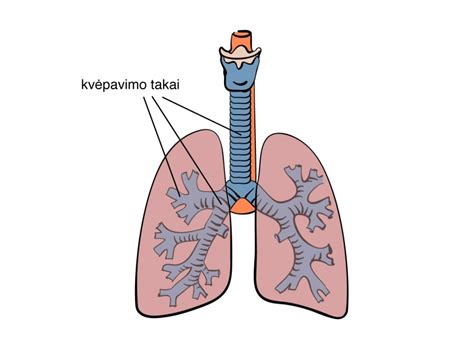 Vaiko kvėpavimo takai su adenoidais