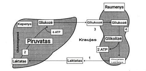 Schema, kaip veikia insulinas ir gliukozė organizme