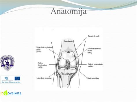 Anatomija: gimdos raiščiai