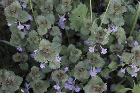 Pankolių augalo nuotrauka