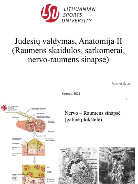 anatomija blauzdos raumenų