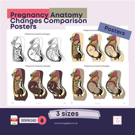 pregnancy anatomy chart showing pressure on stomach