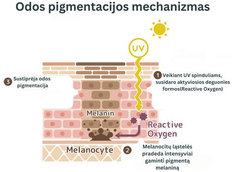 Melanocitų ir melanino vaidmuo
