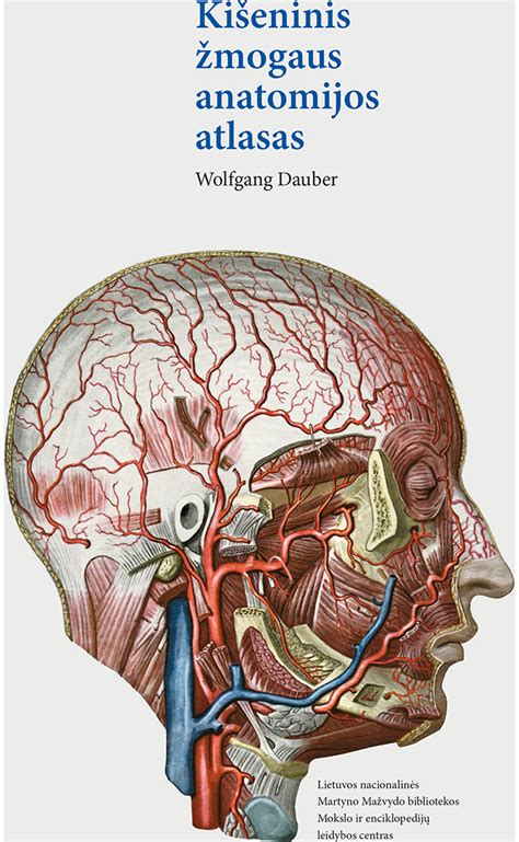 Schema sinusų anatomijos