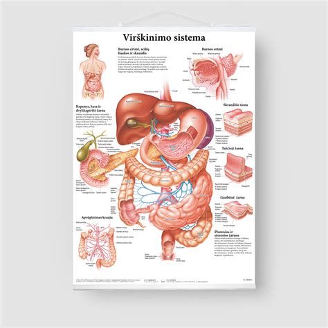 Schemą, kaip veikia kūdikio virškinimo sistema ir atpylimo mechanizmas