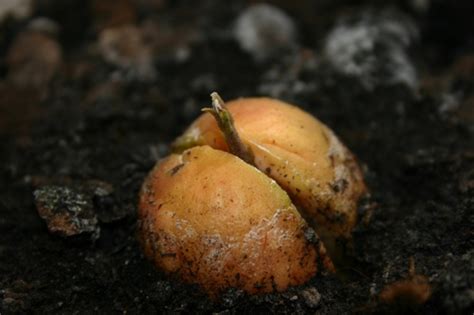 Avokado sėkla vandenyje su dantų krapštukais