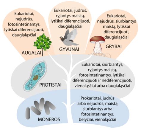 Gyvūnų evoliucija ir nėštumo sapnai