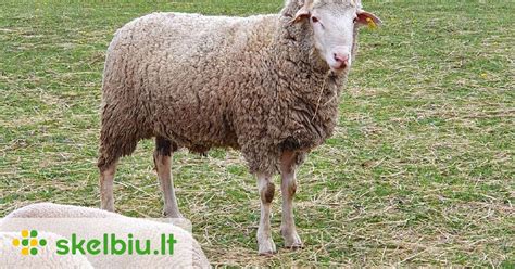 Merino avys pievoje