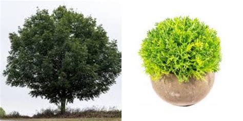 Sviestmedžio medis ir jo vaisiai