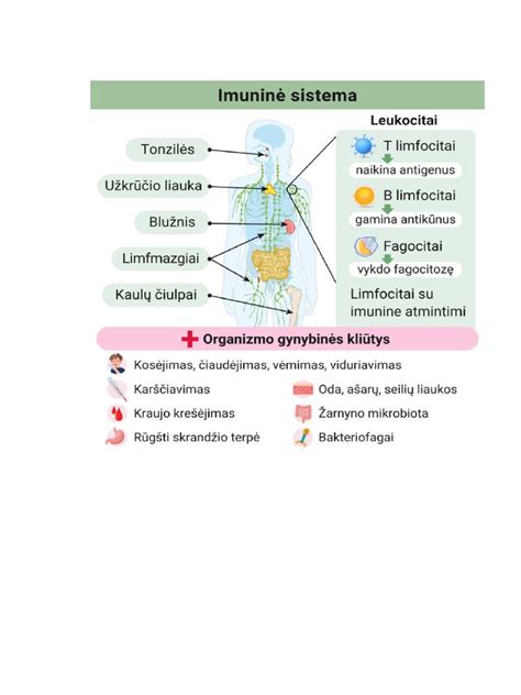 Grafikas rodantis herpeso viruso aktyvumo ryšį su imunine sistema ir hormonais