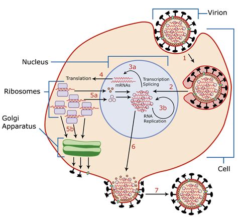 Schema, iliustruojanti herpeso viruso perdavimą iš motinos naujagimiui