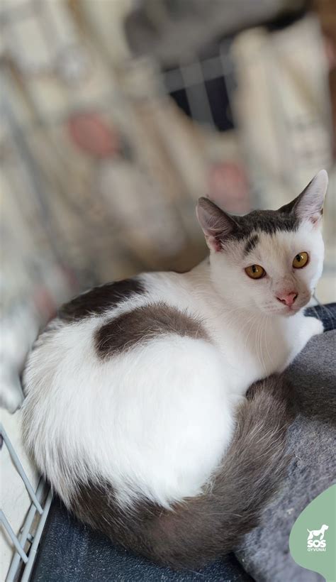 Nuotrauka, vaizduojanti VšĮ „Pimonovų fondo globos namų“ pastatą arba aplinką.