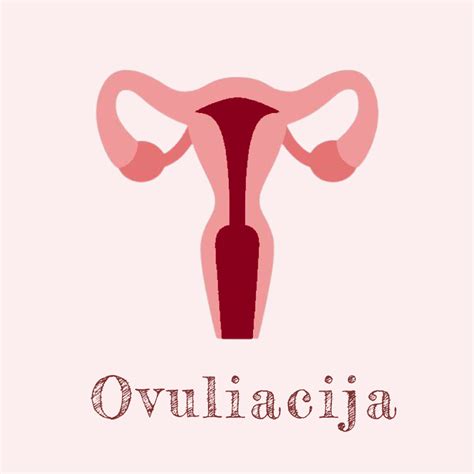Ovuliacija ir apvaisinimas