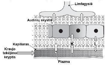 schematinis kraujo krešulio susidarymo procesas
