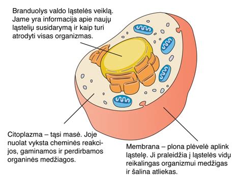 Schema, kaip užterštas vanduo patenka į organizmą