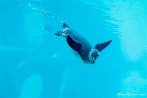 Vroclavo zoologijos sodas Afrikariumas