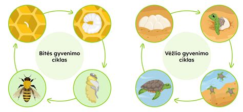 Gyvūnų gyvenimo trukmės palyginimas