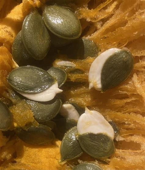 Moteris, valganti moliūgų sėklas