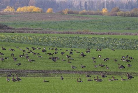 Gyventojai ilsisi lauke