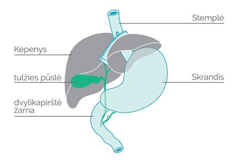ultragarsinis tulžies pūslės vaizdas