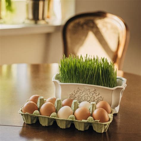 Vištų veislių ir jų kiaušinių spalvų schema