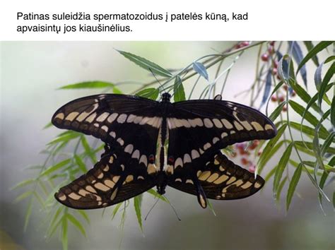 Paukščių vidinis apvaisinimas