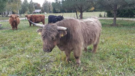 Hailendų veislės galvijai ūkyje