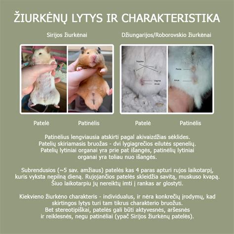 Palyginimas skirtingų nėštumo testų su 