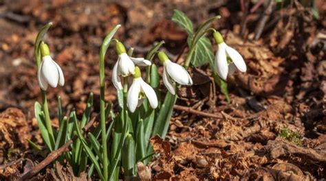 Snieguolės suknelės dizainų palyginimas
