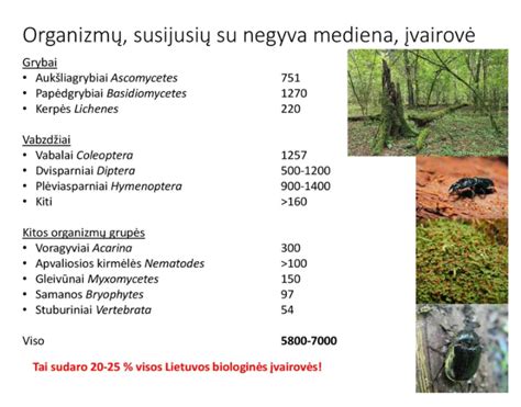 Teisminis procesas dėl įvaikinimo