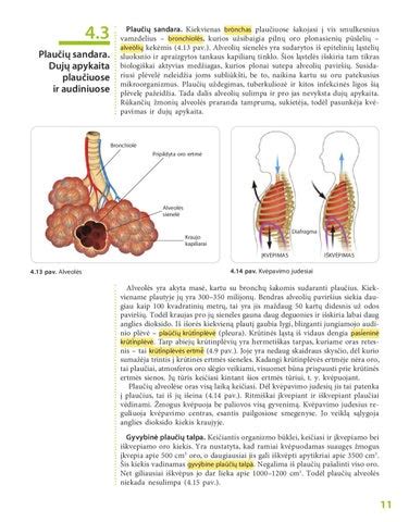 Plaučių alveolės su surfaktantu ir be jo