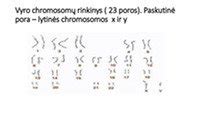 Schema, kaip lytinės chromosomos lemia kūdikio lytį