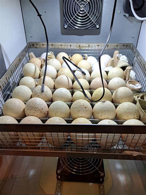 Kiaušinių atranka perinimui