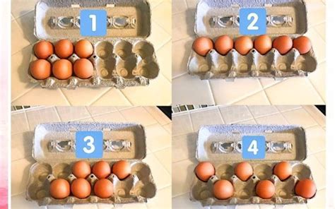 Kiaušinių dėjimas į inkubatoriaus dėklą