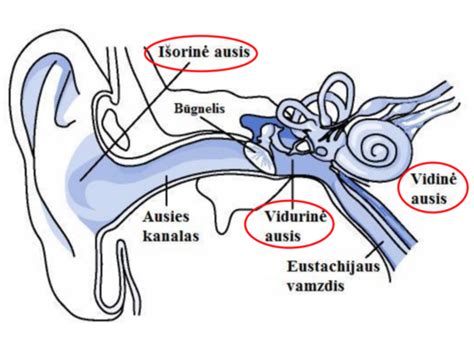 Schematinis Eustachijaus vamzdelio pavaizdavimas