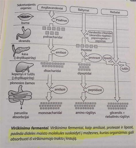 Scheminis vaizdas apie gerųjų ir blogųjų bakterijų balansą žarnyne
