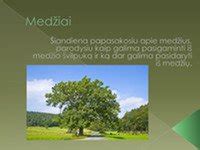 Šventoji giraitė su ąžuolu