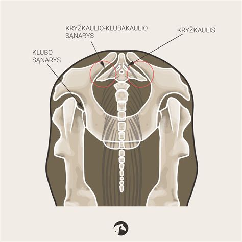 Schematinis vaizdas: Dubens sąnariai ir raiščiai