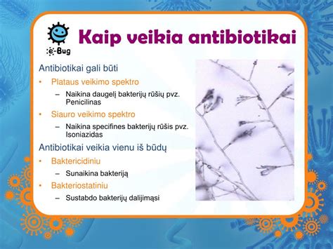Schema, kaip veikia antibiotikai prieš bakterijas