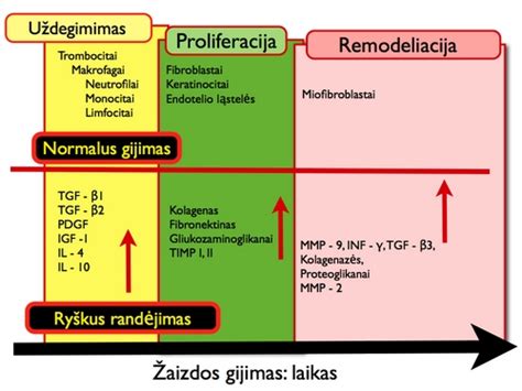 Schema: Tarpvietės žaizdos tipai ir gijimas
