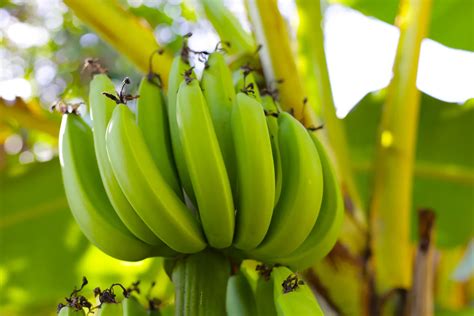 Prinokęs bananas ir kūdikis