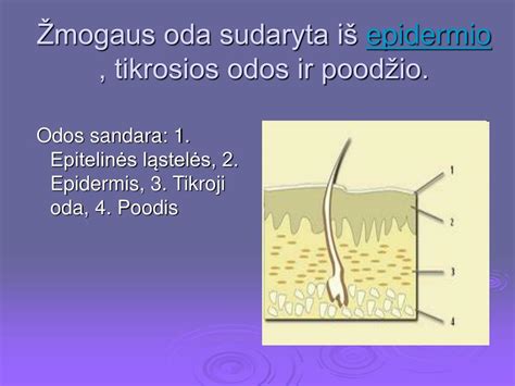 Schema, kaip sudaryta žmogaus oda