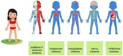 Schematinis pavaizdavimas: organų sistemos, į kurias veikia per didelis svorio priaugimas nėštumo metu