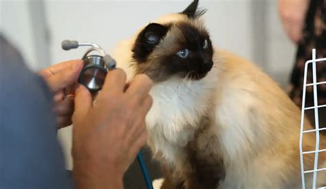 Veterinaras apžiūri besilaukiančią katę
