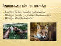 Žinduolių vystymasis motinos organizme