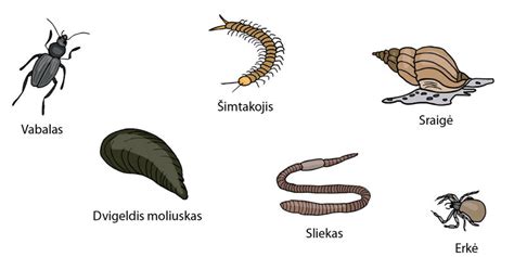 Stuburinių gyvūnų įvairovė