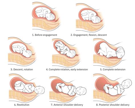 schema of labor stages