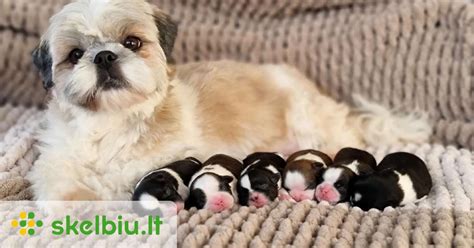 Naujagimiai šuniukai ir mama